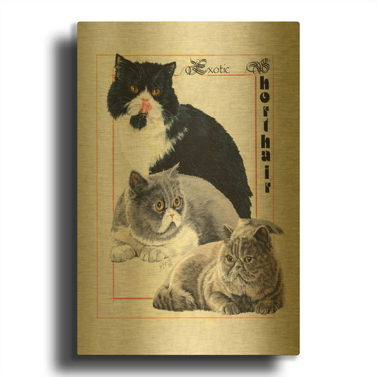 'Exotic Shorthair' By Barbara Keith Gold Metal Wall Art