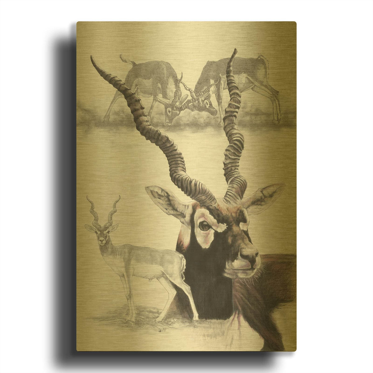 'Black Buck' By Barbara Keith Gold Metal Wall Art