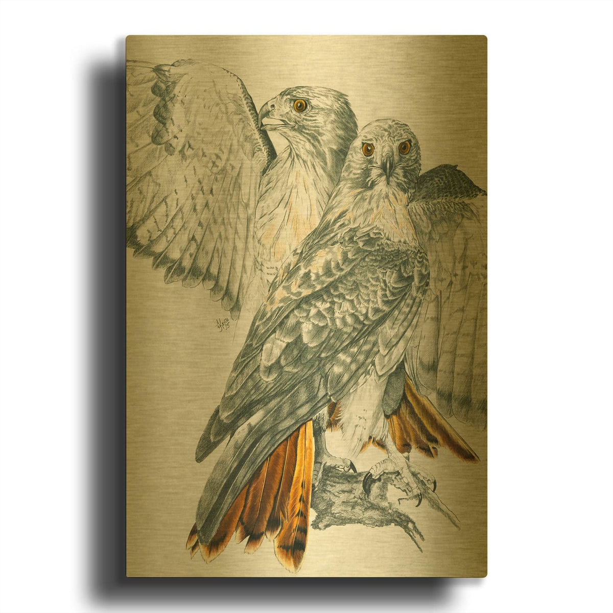 'Redtailed Hawk' By Barbara Keith Gold Metal Wall Art