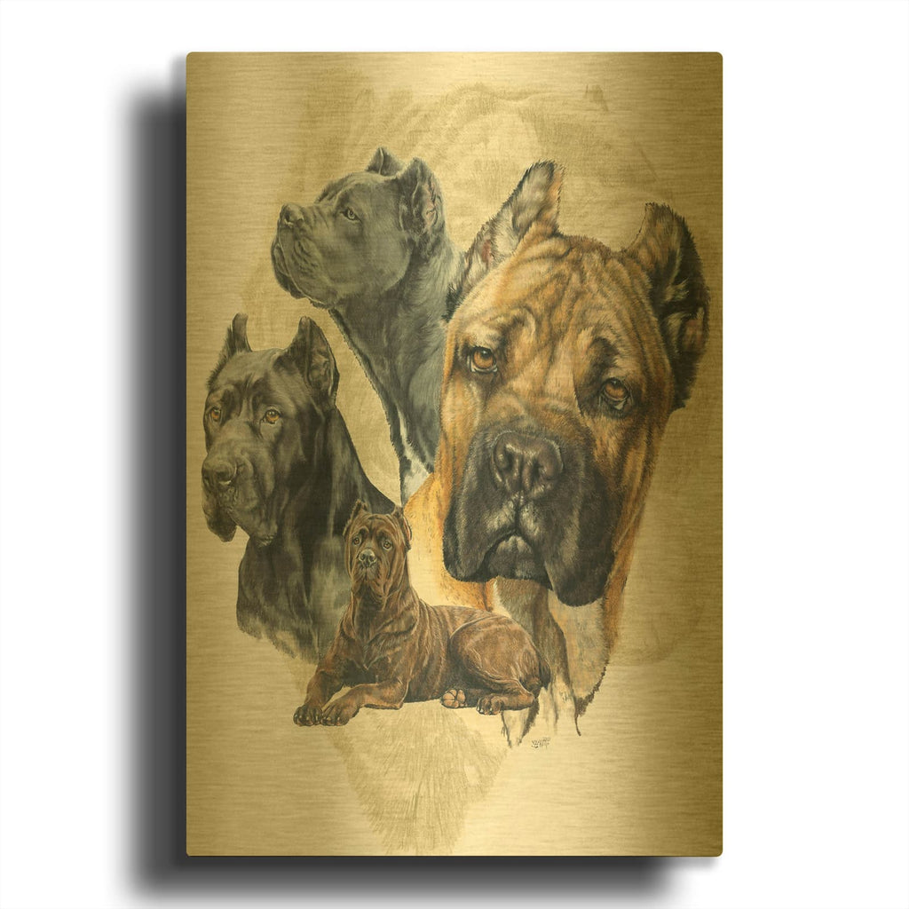 'Cane Corso' By Barbara Keith Gold Metal Wall Art