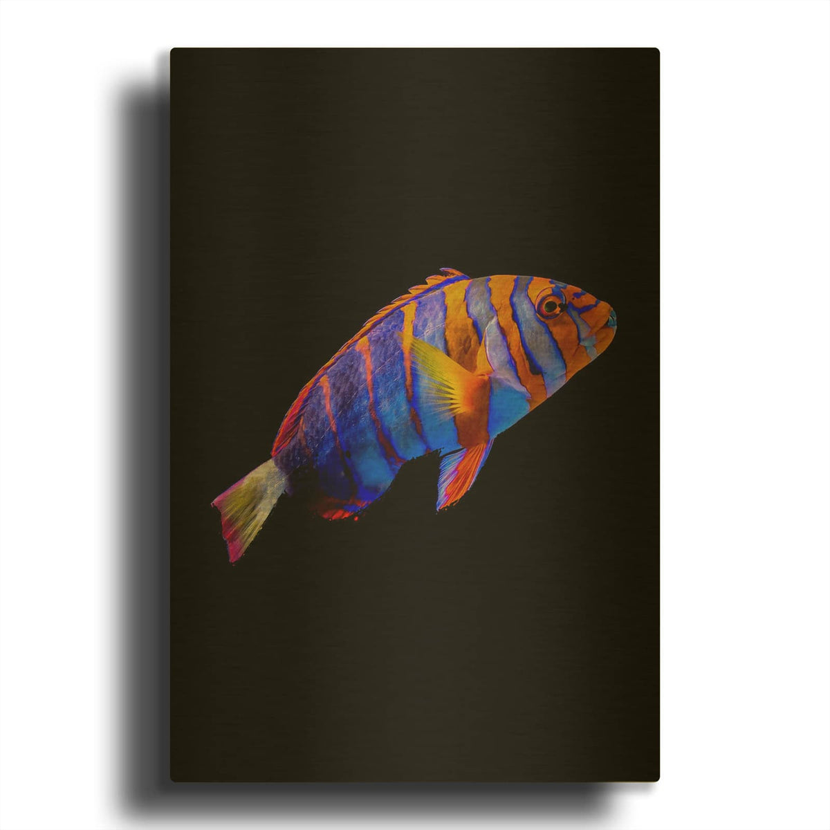 'Australian Harlequin Tuskfish' By Luxe Gold Metal Wall Art