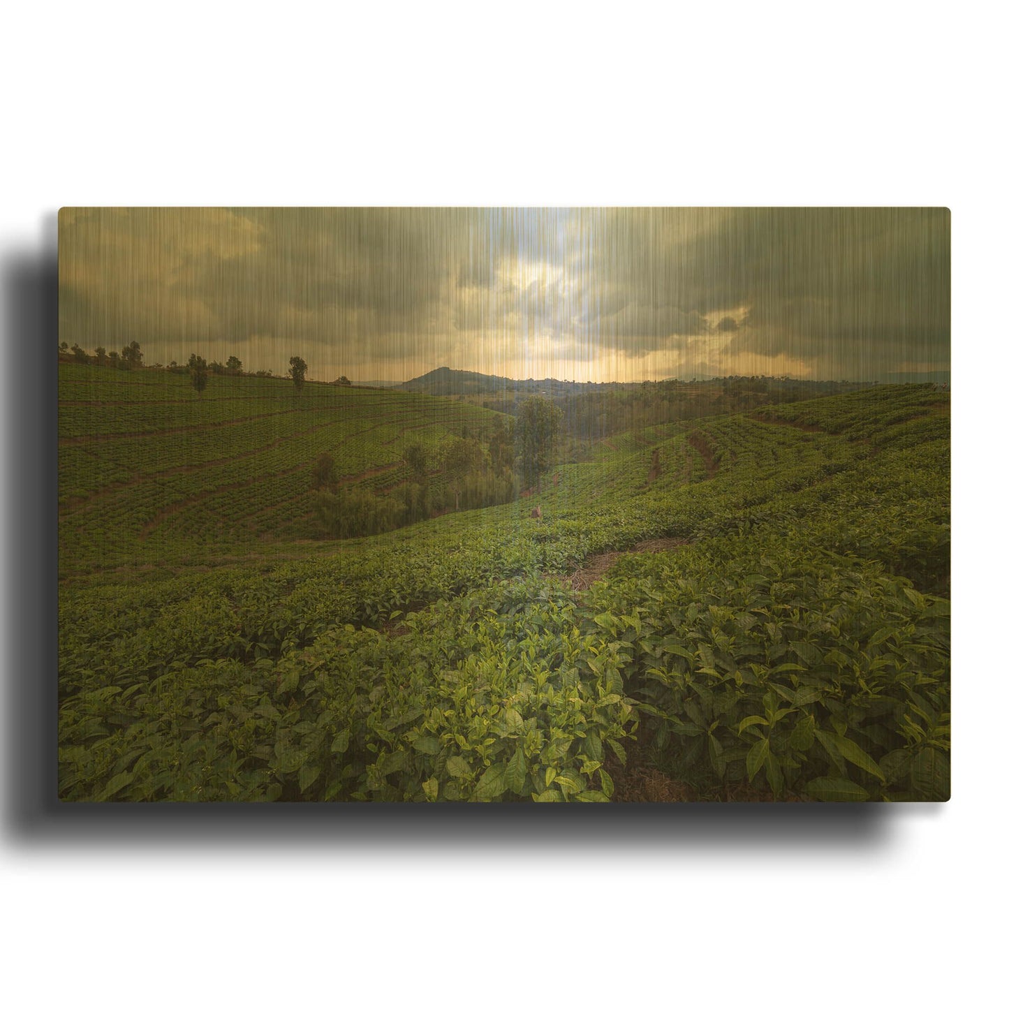 'Burundi Tea Field' By Joe Reimer Photography Gold Metal Wall Art