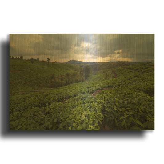 'Burundi Tea Field' By Joe Reimer Photography Gold Metal Wall Art