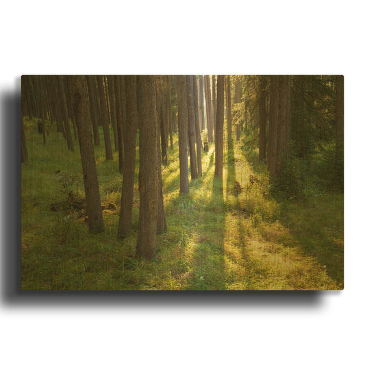 'Tree Sunset 1' By Joe Reimer Photography Gold Metal Wall Art