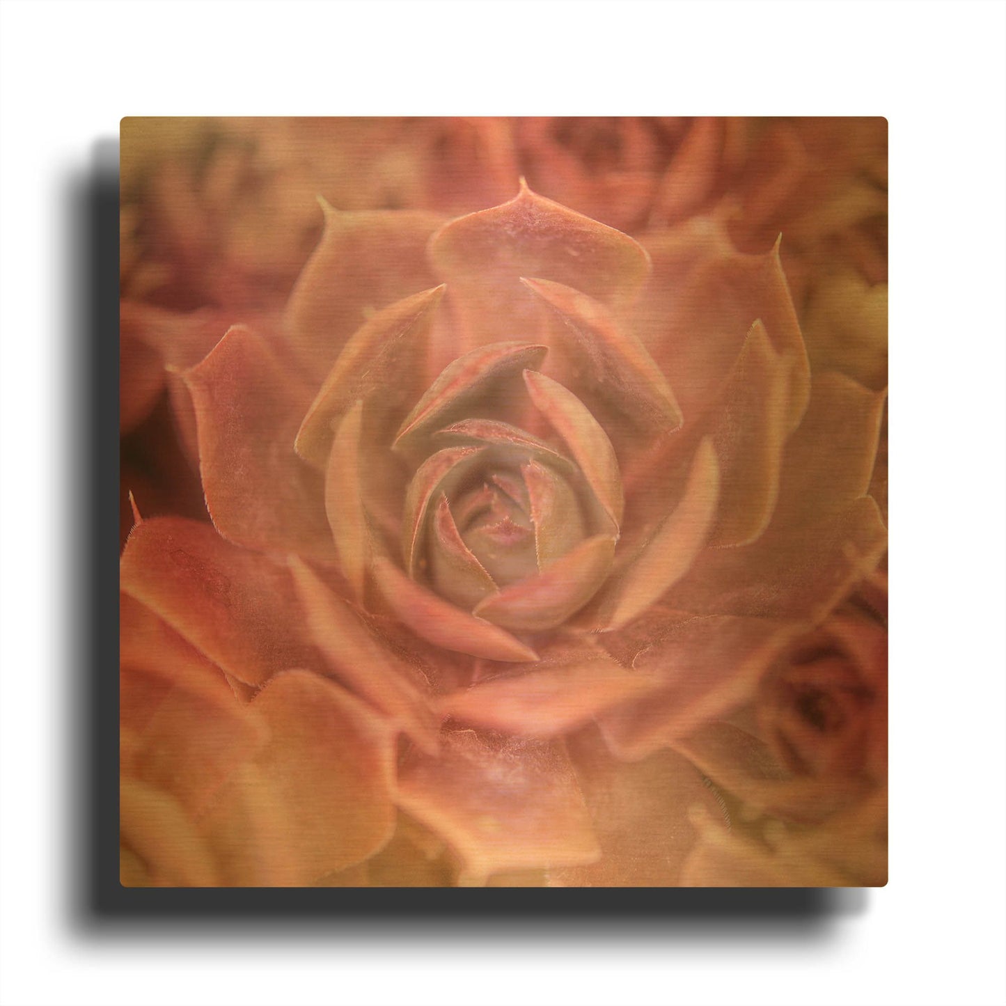 'Succulents 04' By Lightbox Journal Gold Metal Wall Art