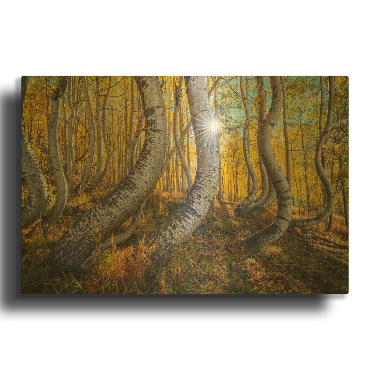 'Dance Of The Aspens' By Rick Berk Gold Metal Wall Art