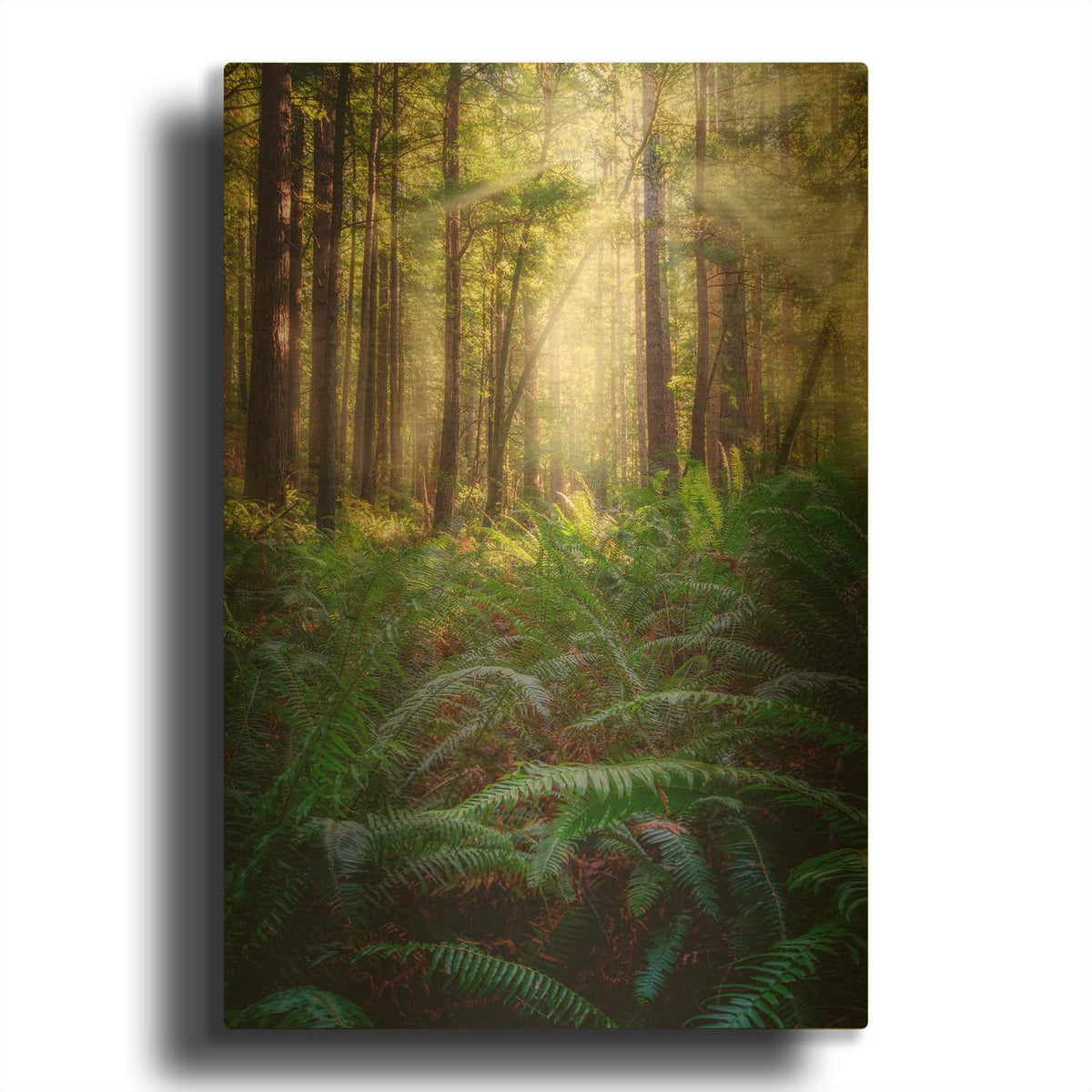 'Oregon Redwoods' By Rick Berk Gold Metal Wall Art