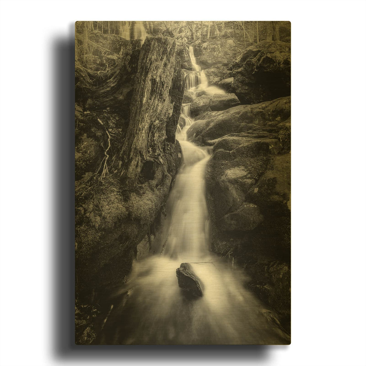 'In The Hollow BW' By Rick Berk Gold Metal Wall Art