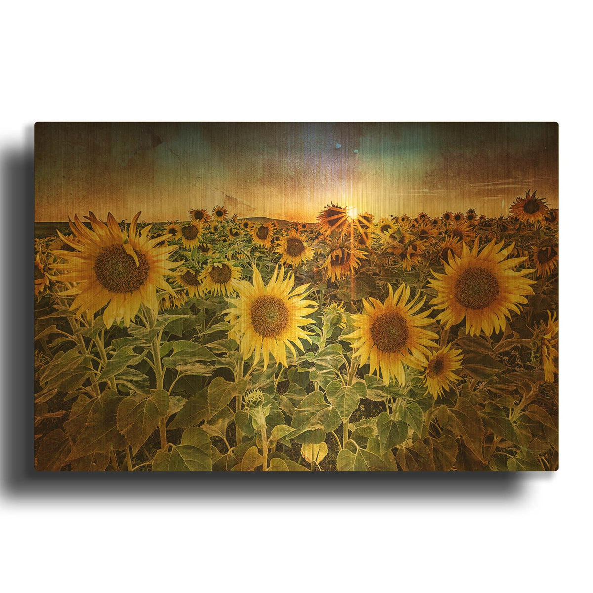 'Aroostook Sunsetre' By Rick Berk Gold Metal Wall Art
