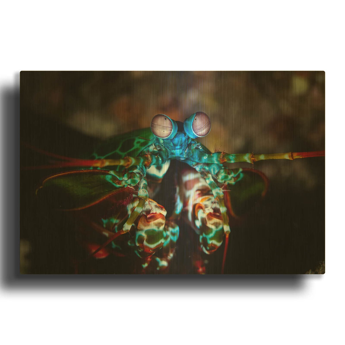 'Peacock Mantis Shrimp' By Luxe Gold Metal Wall Art