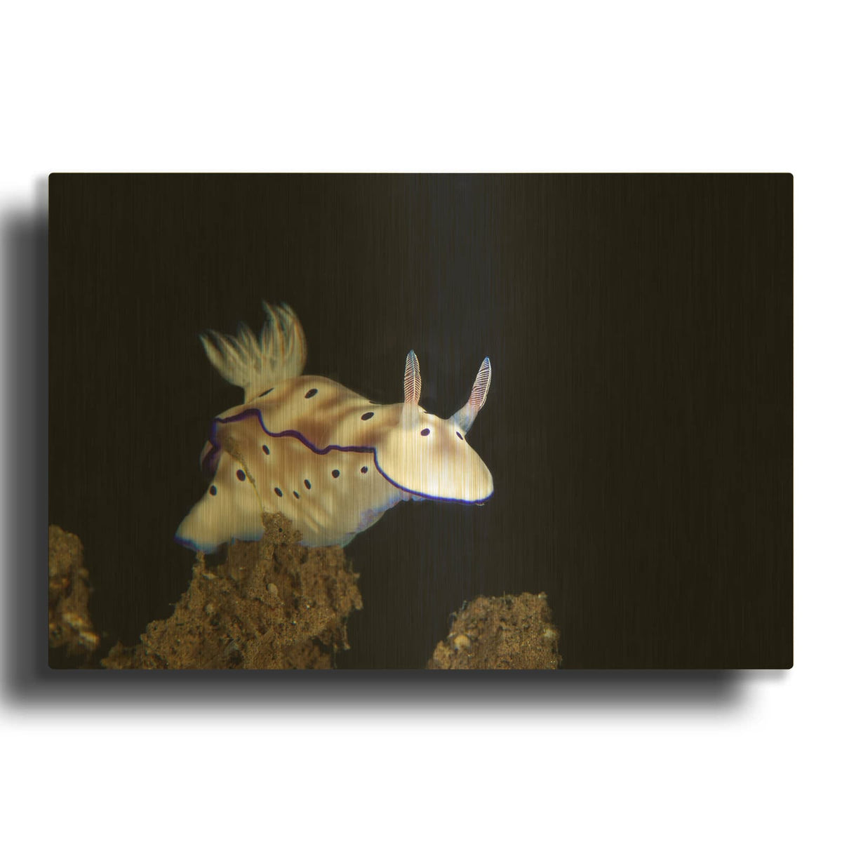 'Nudibranch On Coral Reef' By Luxe Gold Metal Wall Art