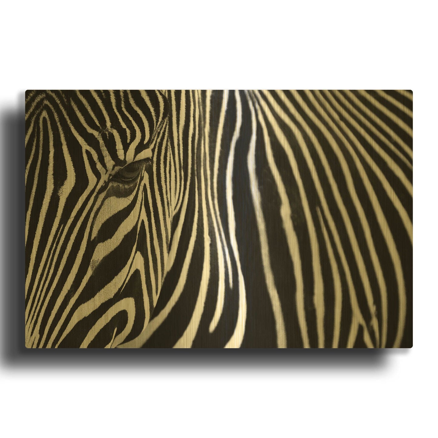 'Zebra in Lisbon Zoo' By Andy Mumford Gold Metal Wall Art