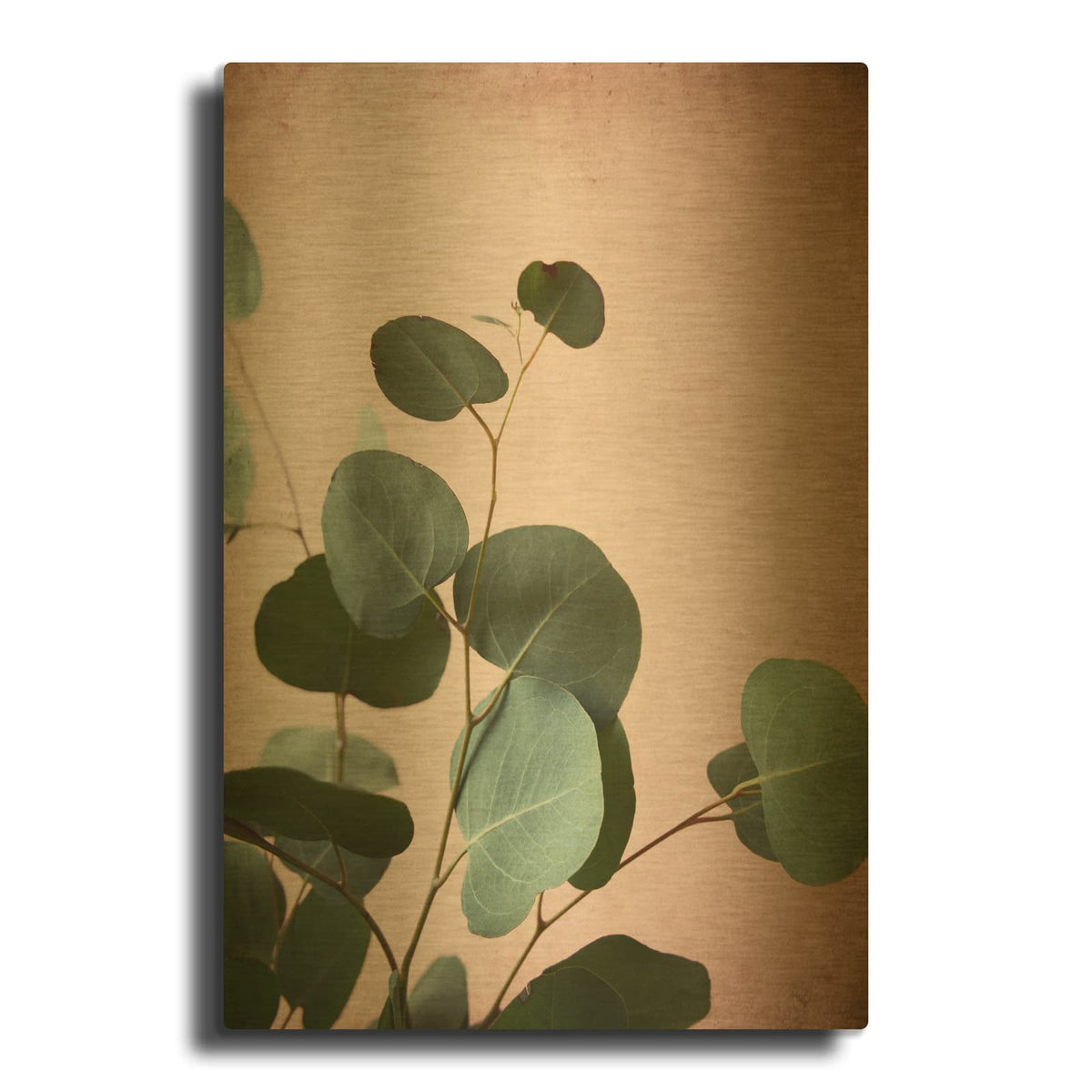 'Sage Eucalyptus No. 2' By Lupen Grainne Gold Metal Wall Art