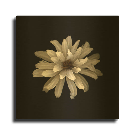 'All White' By PhotoINC Studio Gold Metal Wall Art