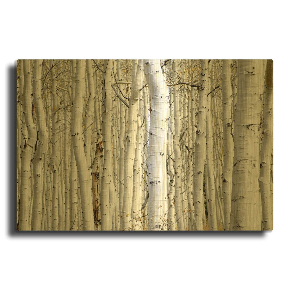 'Birch Wood' By PhotoINC Studio Gold Metal Wall Art