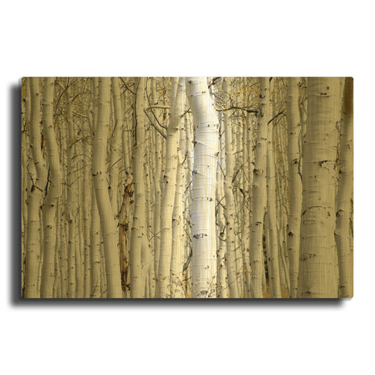 'Birch Wood' By PhotoINC Studio Gold Metal Wall Art