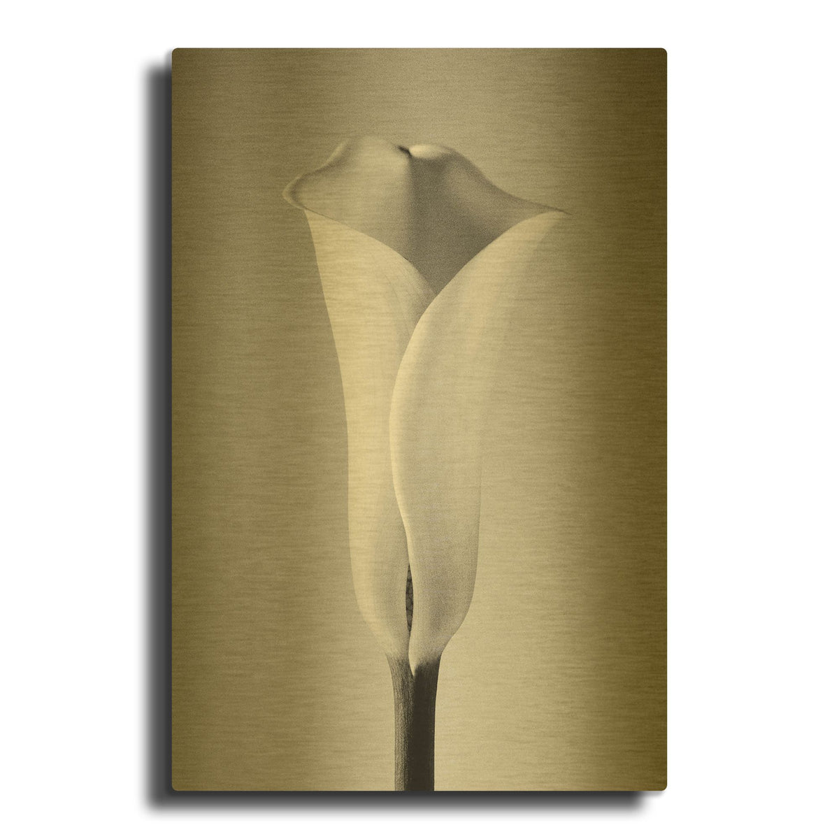 'Calla No. 1' By PhotoINC Studio Gold Metal Wall Art