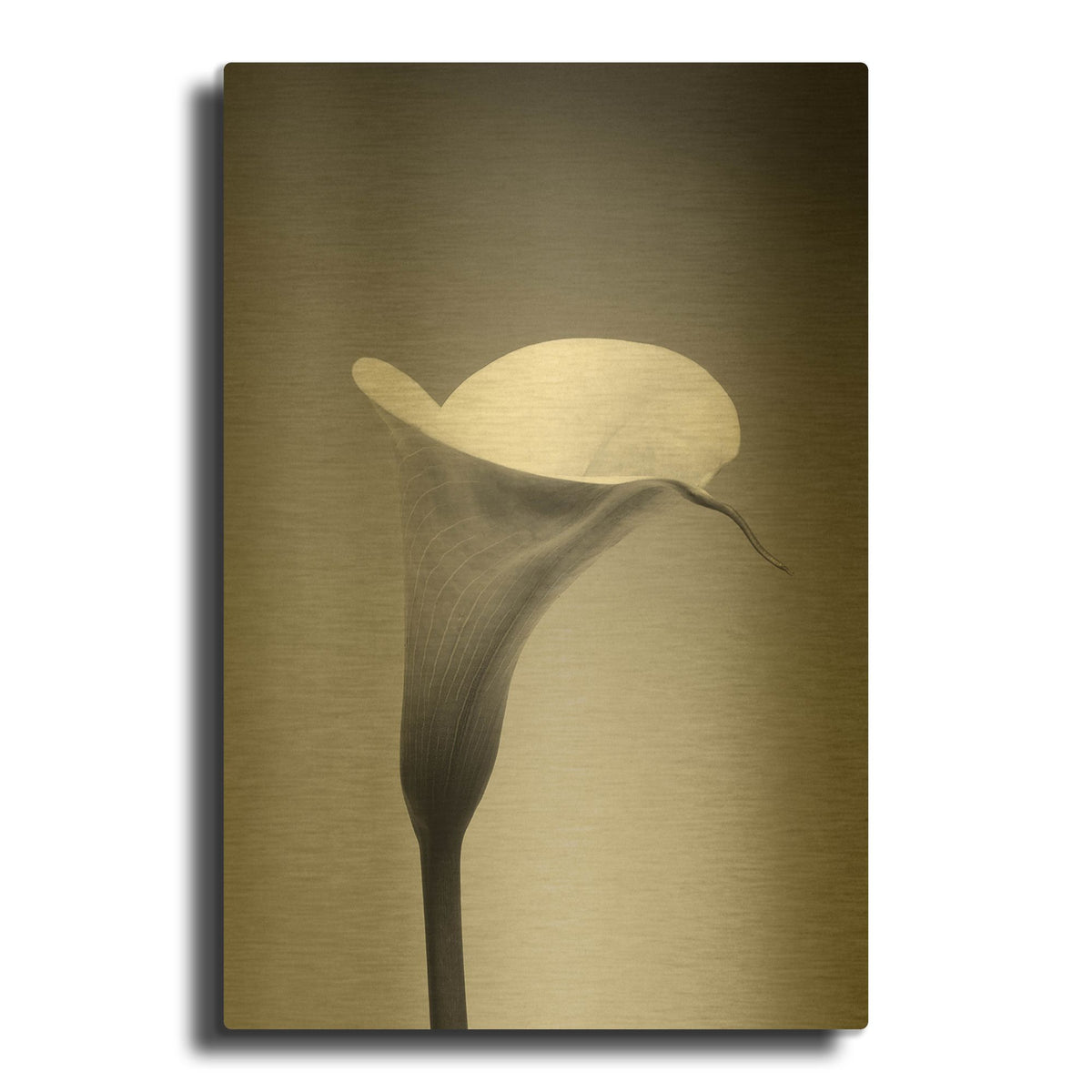 'Calla No. 3' By PhotoINC Studio Gold Metal Wall Art