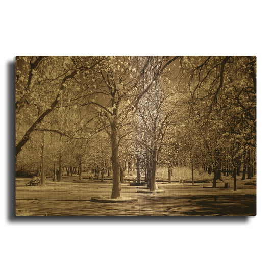 'Cherry Tree Park' By PhotoINC Studio Gold Metal Wall Art