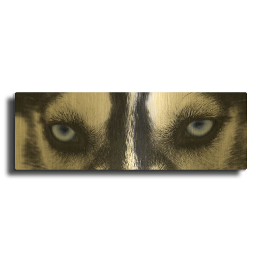 'Husky' By PhotoINC Studio Gold Metal Wall Art