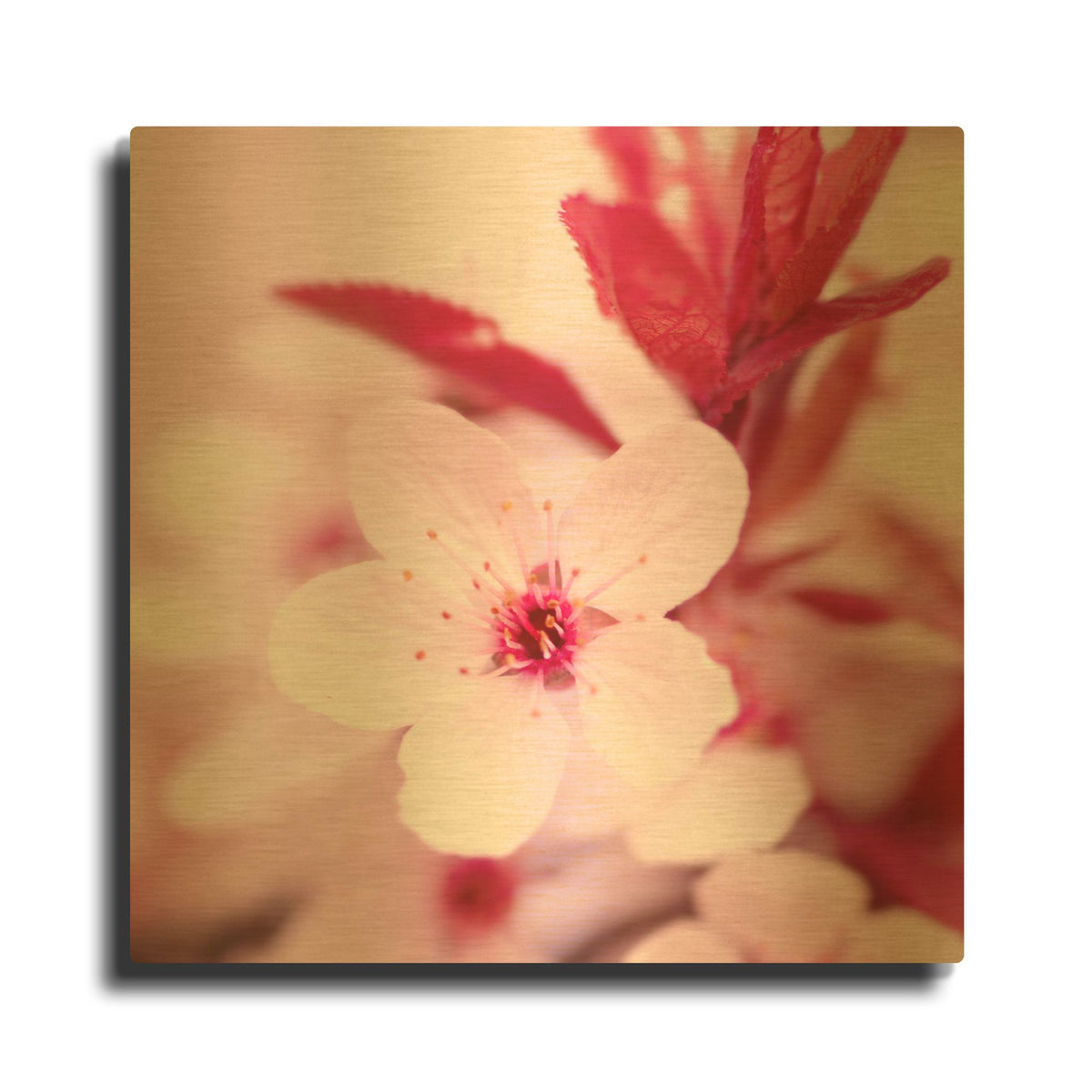 'Pink Blossom 1' By PhotoINC Studio Gold Metal Wall Art