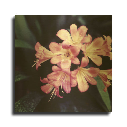 'Pink Blossom 2' By PhotoINC Studio Gold Metal Wall Art