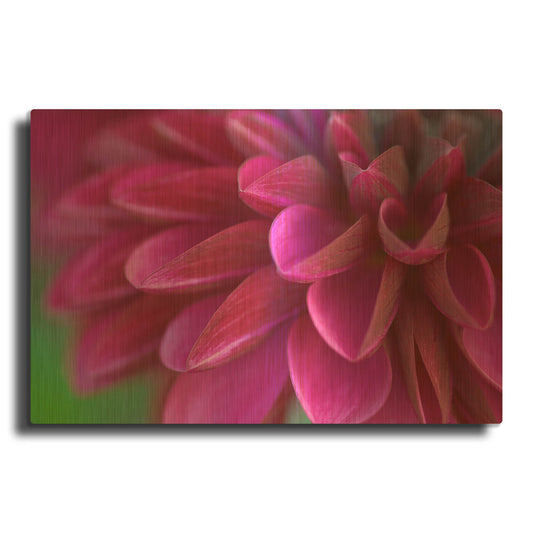 'Pink Chrysanthemum' By PhotoINC Studio Gold Metal Wall Art