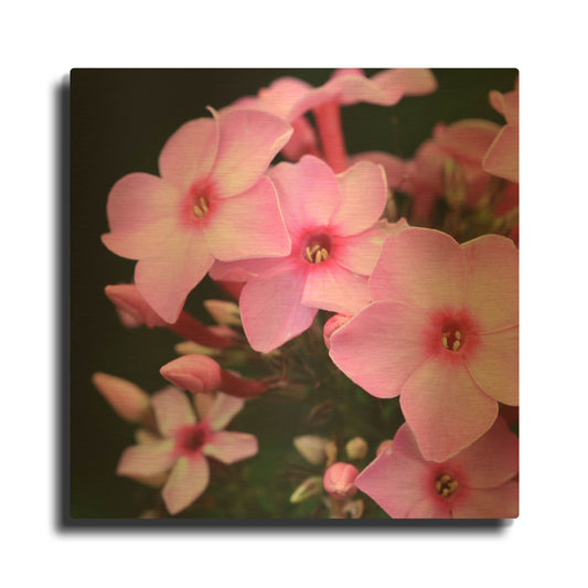 'Pink Flowers 1' By PhotoINC Studio Gold Metal Wall Art