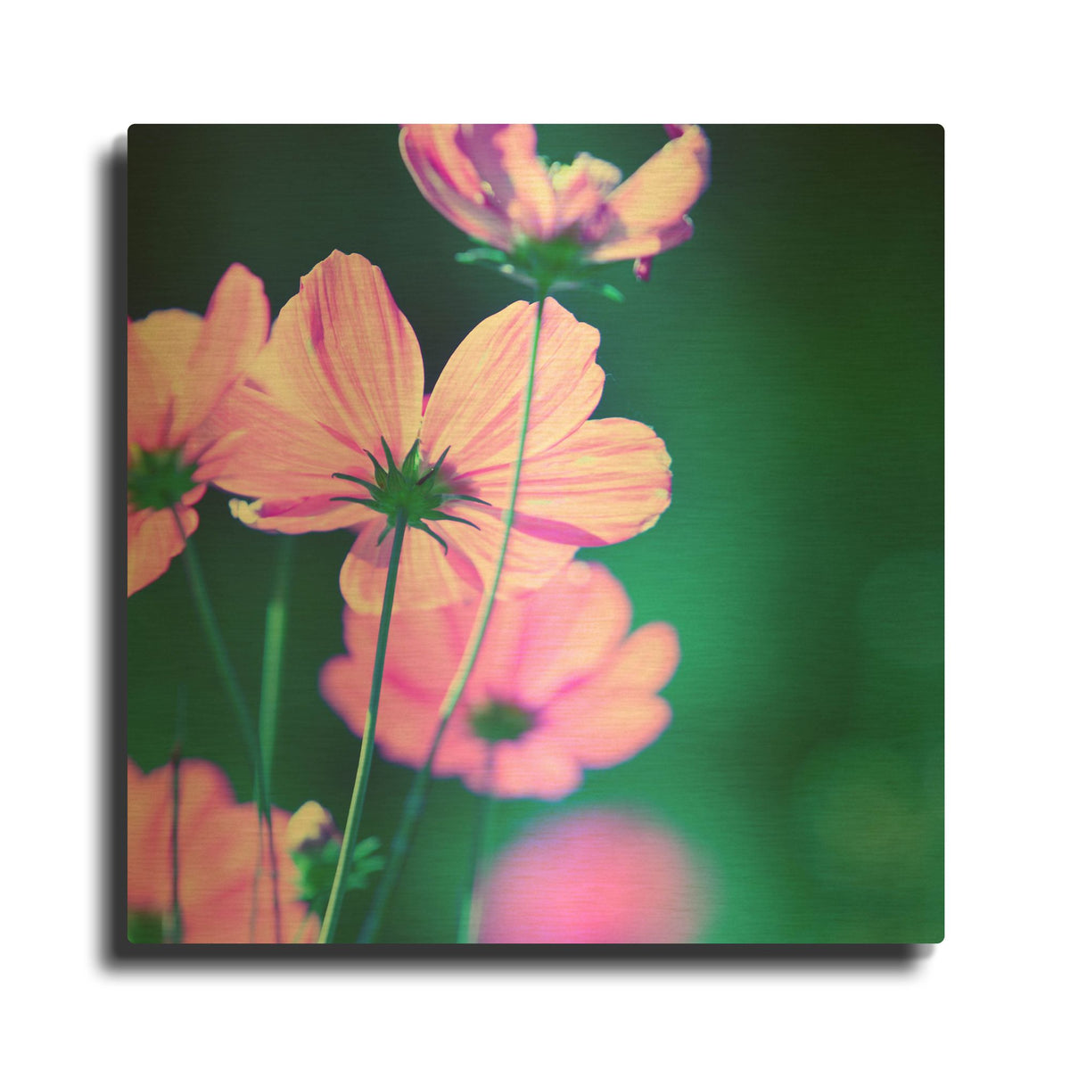 'Pink Flowers 2' By PhotoINC Studio Gold Metal Wall Art