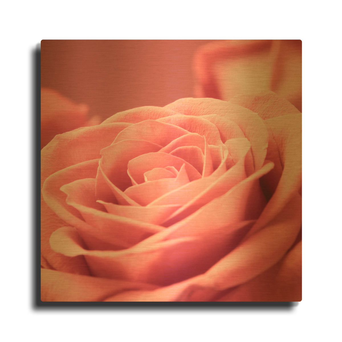 'Pink Rose 1' By PhotoINC Studio Gold Metal Wall Art
