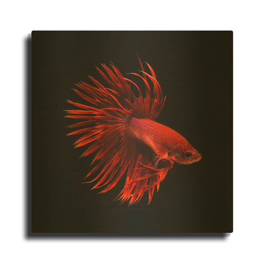 'Red Betta Fish' By PhotoINC Studio Gold Metal Wall Art