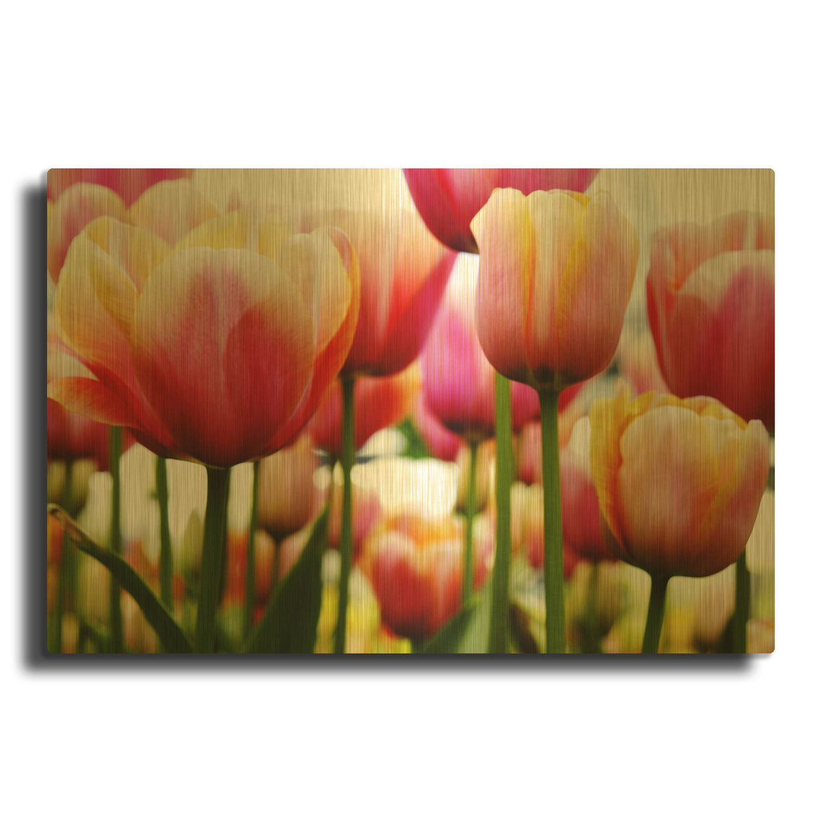 'Tulips' By PhotoINC Studio Gold Metal Wall Art