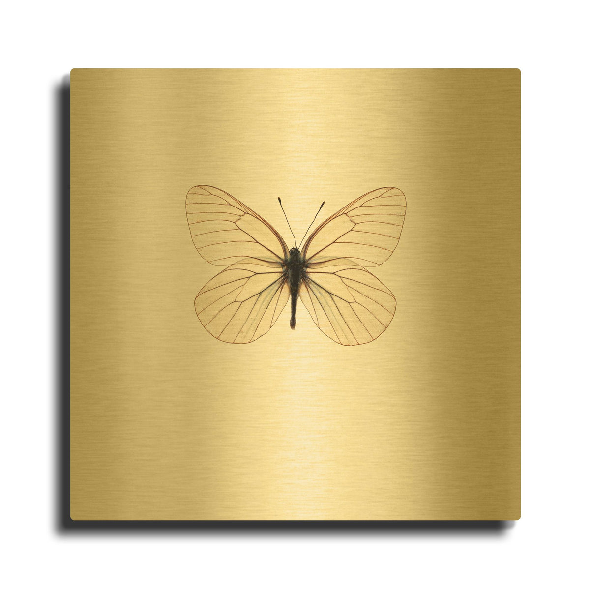 'White Butterfly' By PhotoINC Studio Gold Metal Wall Art