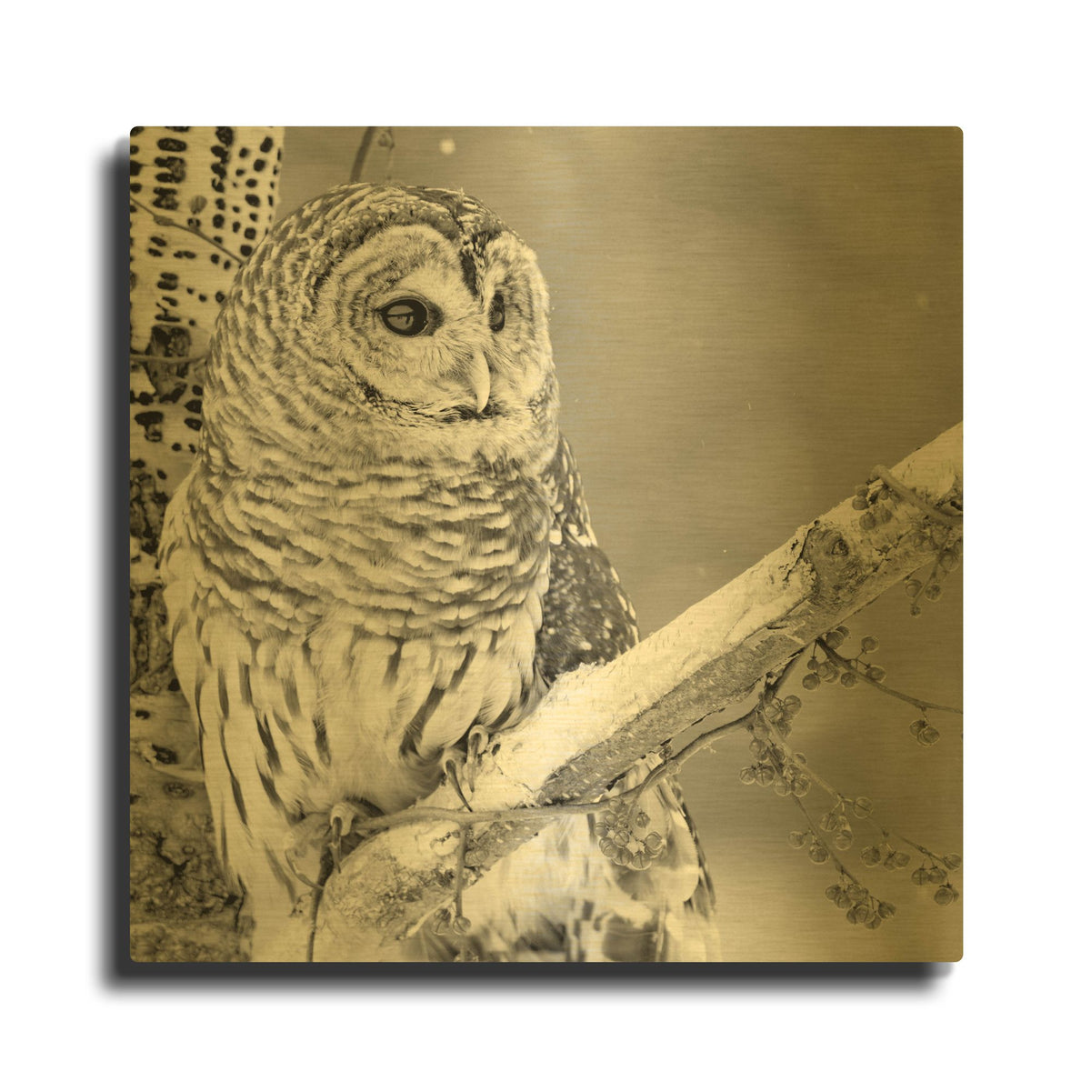 'White Owl' By PhotoINC Studio Gold Metal Wall Art