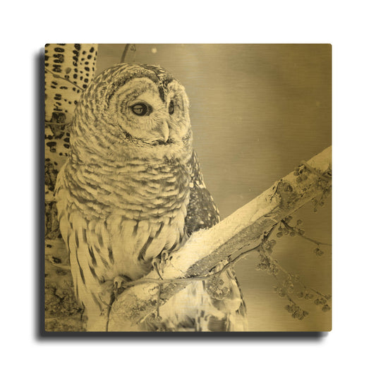 'White Owl' By PhotoINC Studio Gold Metal Wall Art