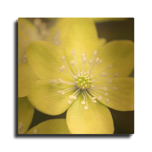 'Yellow Blossom' By PhotoINC Studio Gold Metal Wall Art