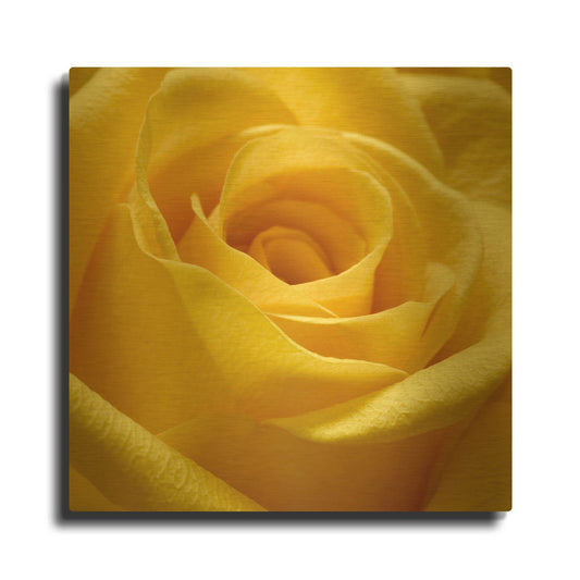 'Yellow Rose' By PhotoINC Studio Gold Metal Wall Art