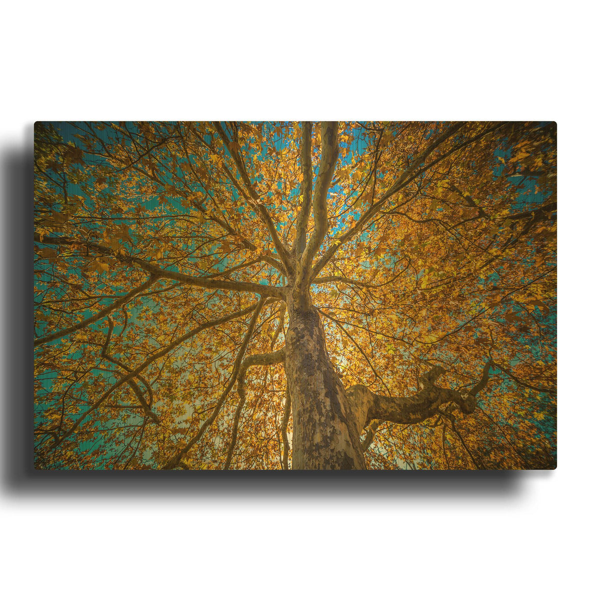 'Fall Tree' By Tim Oldford Gold Metal Wall Art