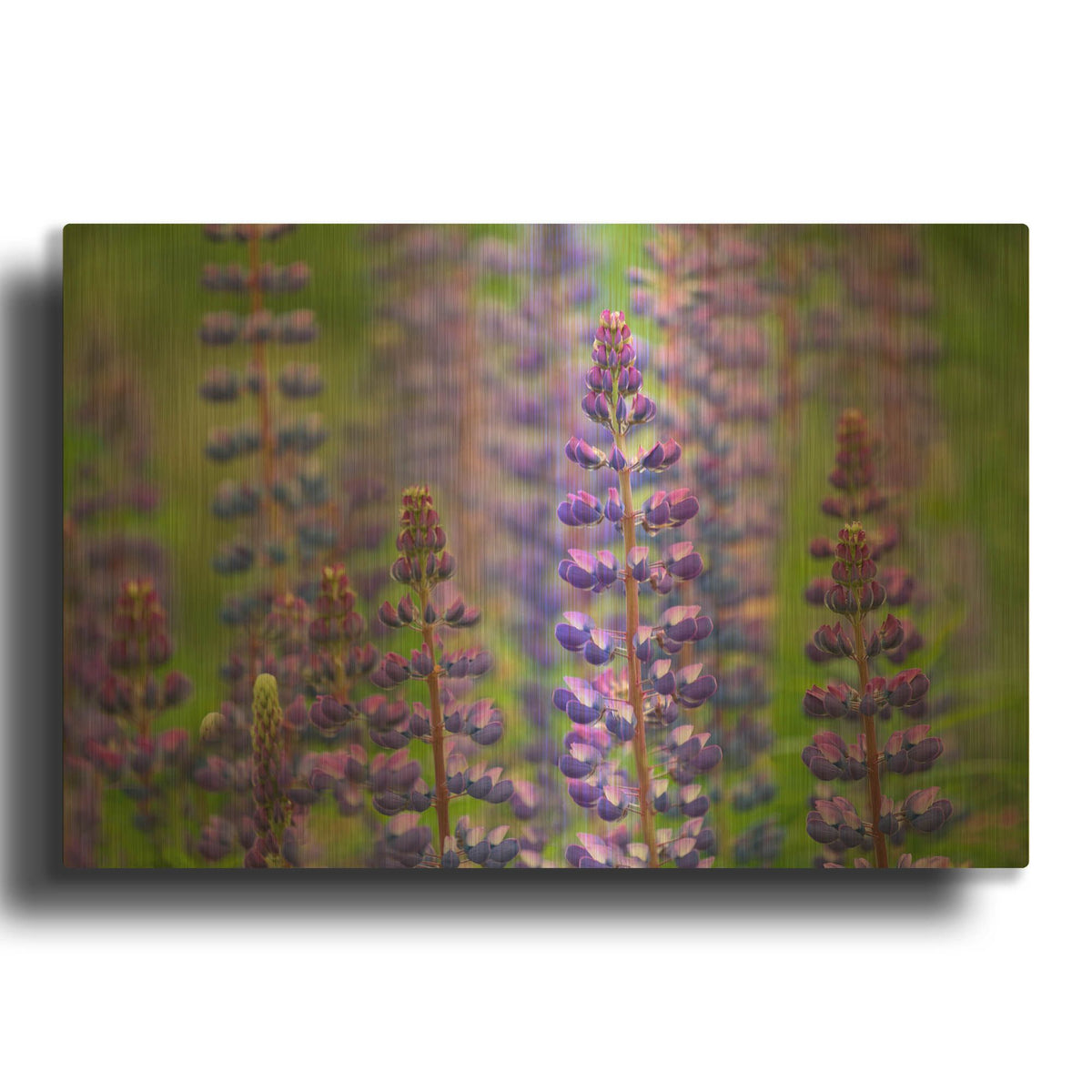 'Blue Lupine Flowers' By Cora Niele Gold Metal Wall Art