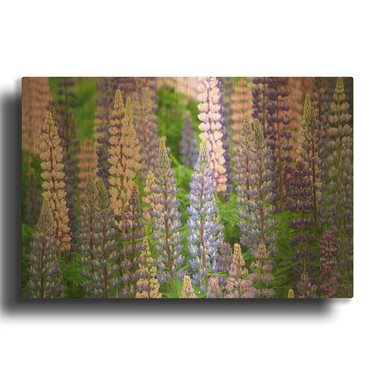 'Blue Pink Lupine Field' By Cora Niele Gold Metal Wall Art