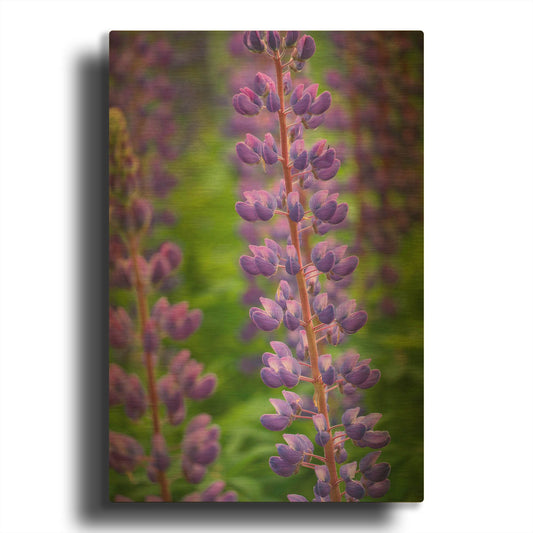 'Blue Violet Lupine Flower' By Cora Niele Gold Metal Wall Art