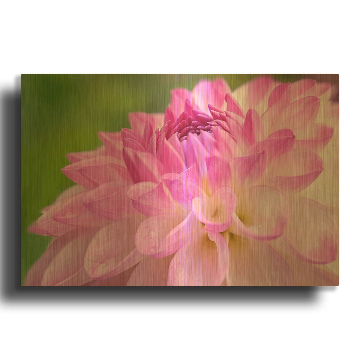 'Cerise Pink Dahlia' By Cora Niele Gold Metal Wall Art
