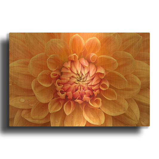 'Orange Dahlia' By Cora Niele Gold Metal Wall Art