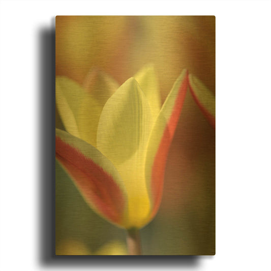 'Tulip Tinka' By Cora Niele Gold Metal Wall Art