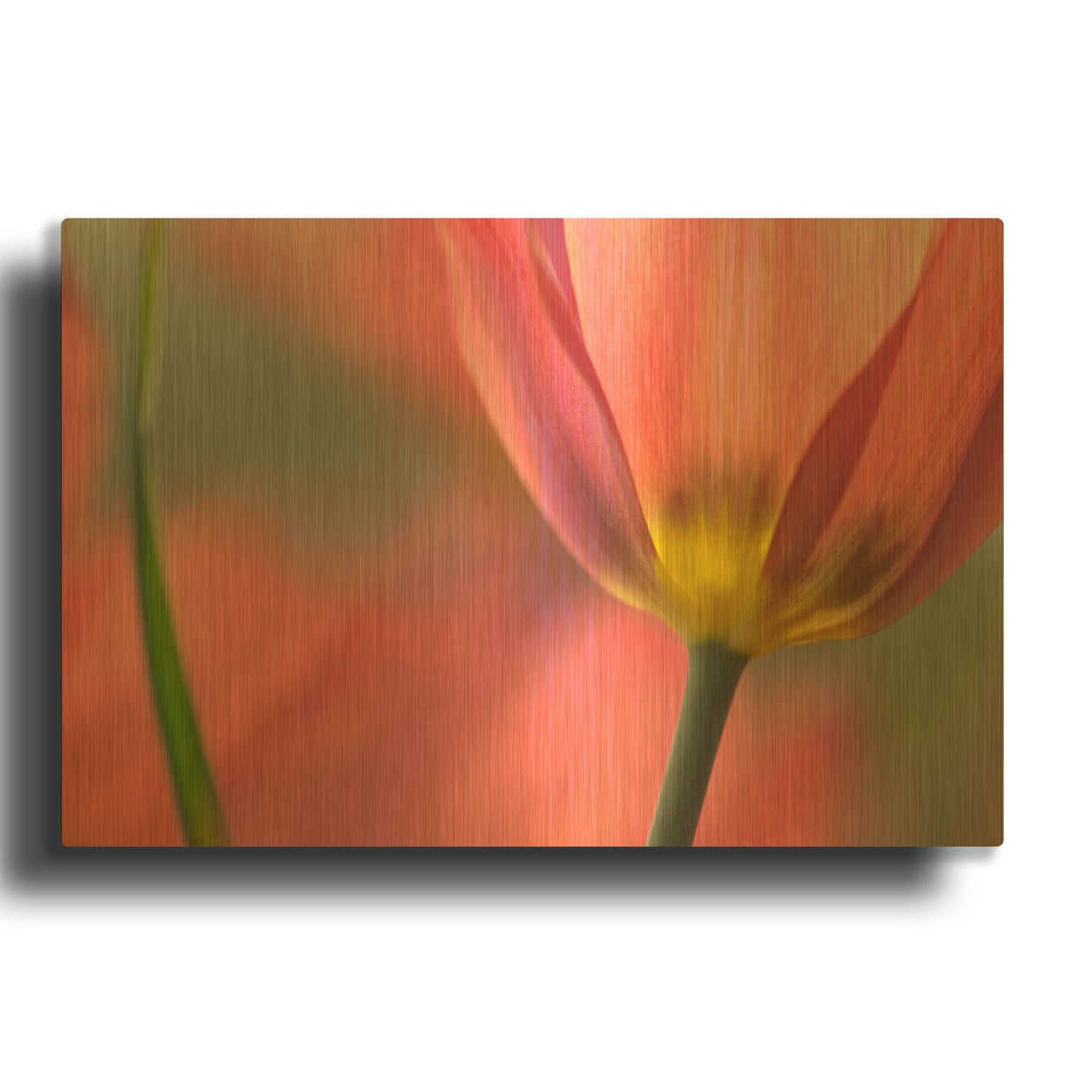 'Tulipa Planifolia' By Cora Niele Gold Metal Wall Art