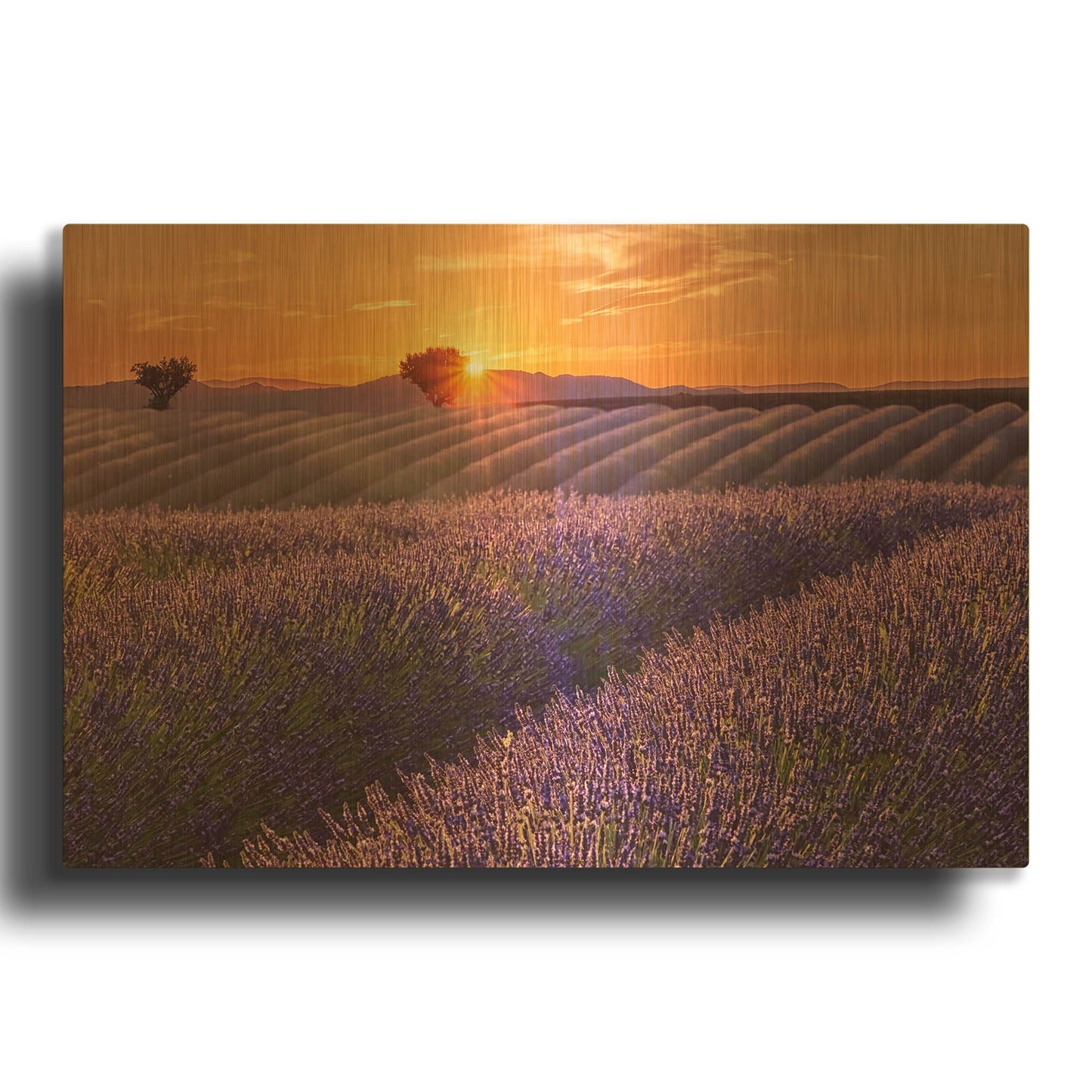 'Lavender Field at Sunset' By Cora Niele Gold Metal Wall Art