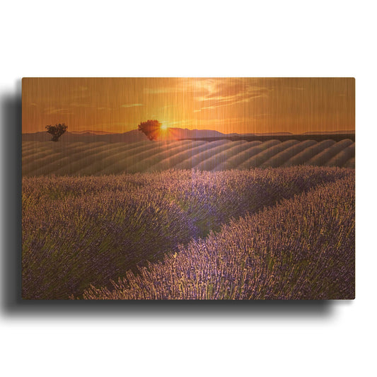 'Lavender Field at Sunset' By Cora Niele Gold Metal Wall Art