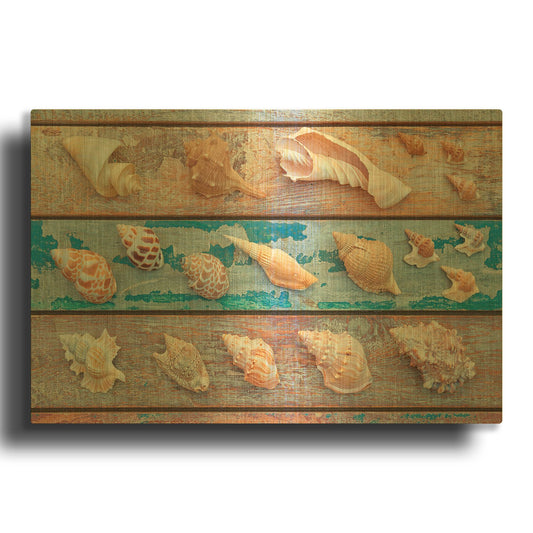 'Sea Snail Shells' By Cora Niele Gold Metal Wall Art