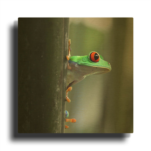 'Red Eyed Tree Frog' By Dana Brett Munach Gold Metal Wall Art