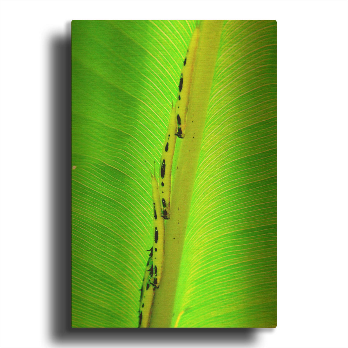 'Following The Leader' By Dana Brett Munach Gold Metal Wall Art